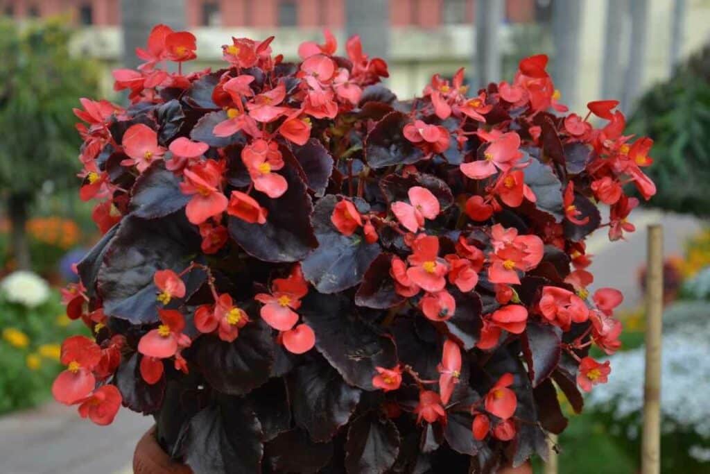 Begonia x semperflorens-cultorum