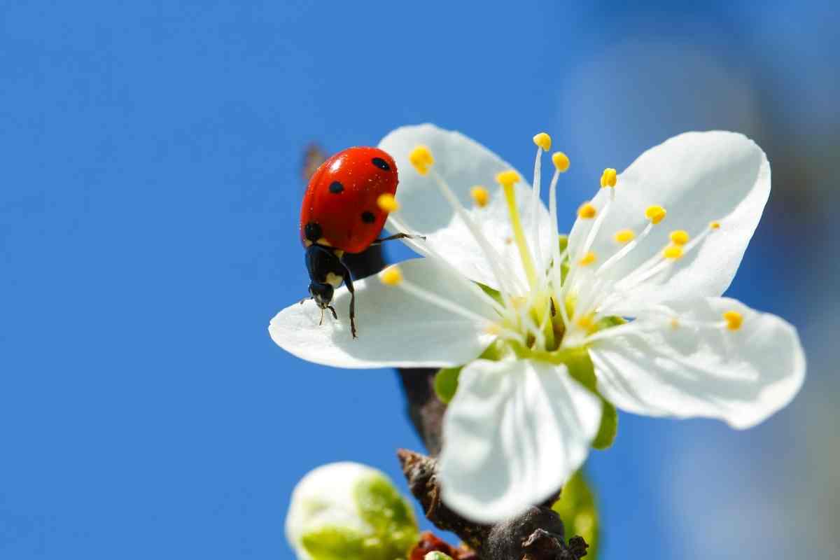 What Do Ladybirds Eat? (This Will Surprise You)