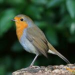 What Do Robins Symbolize? Guide To Robin Spiritual Meanings