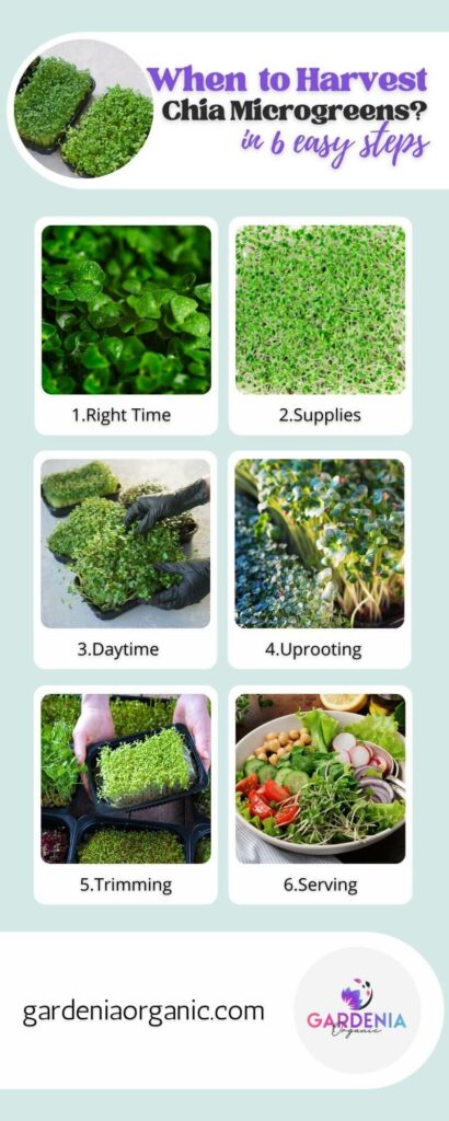 When to Harvest Chia Microgreens infographics