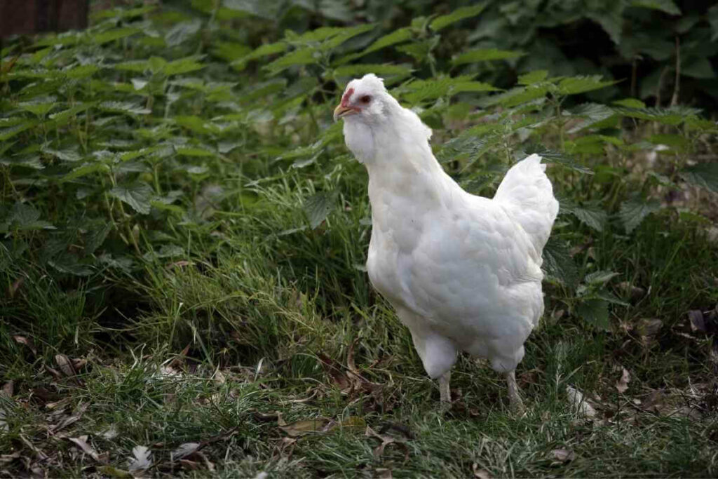 White Araucana chickens lay blue eggs