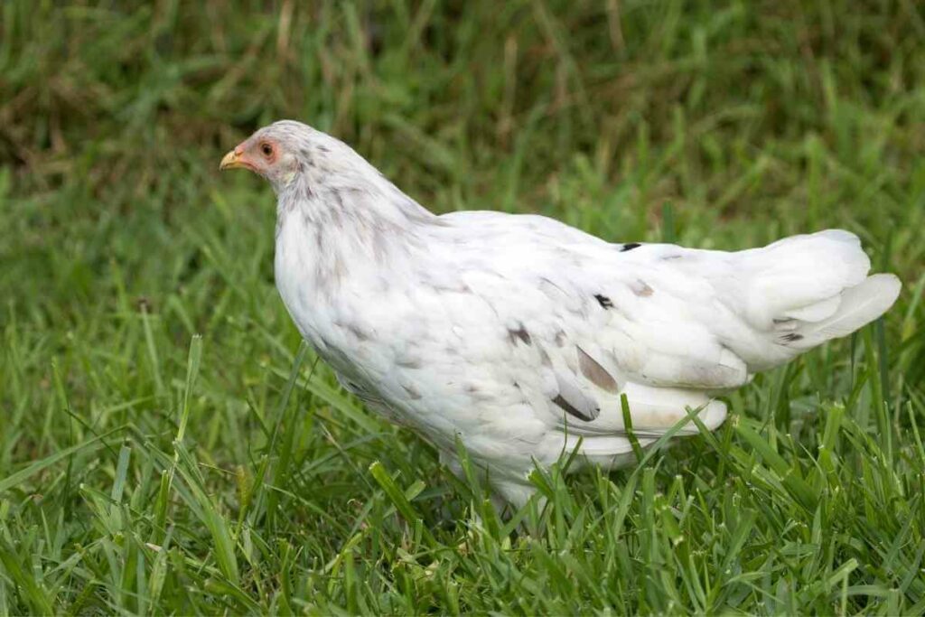 Whiting True Blue chickens lay blue eggs