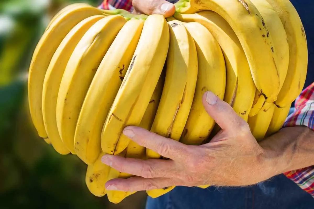 Why Do Organic Bananas Last Longer?