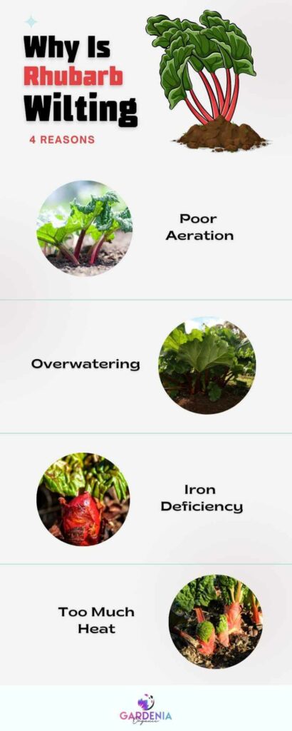 Infographics Rhubarb Wilting