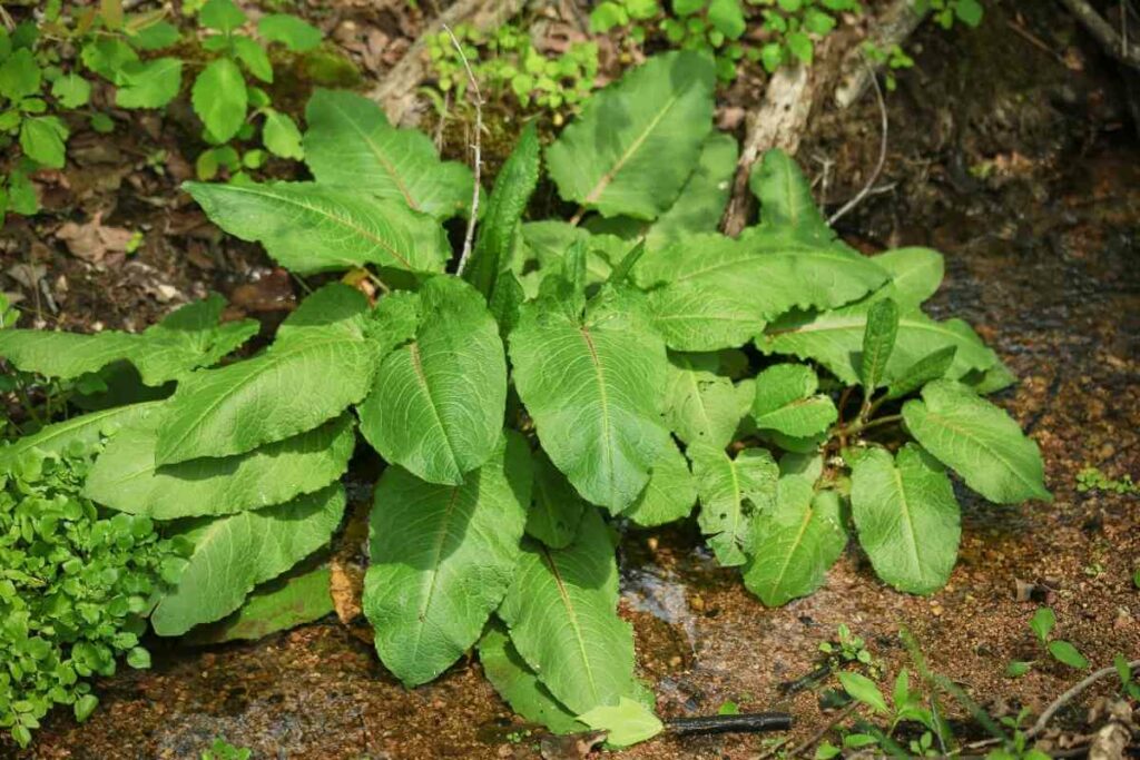 Wild Lettuce in garden