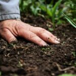 Will Organic Fertilizer Burn Grass/Plants?