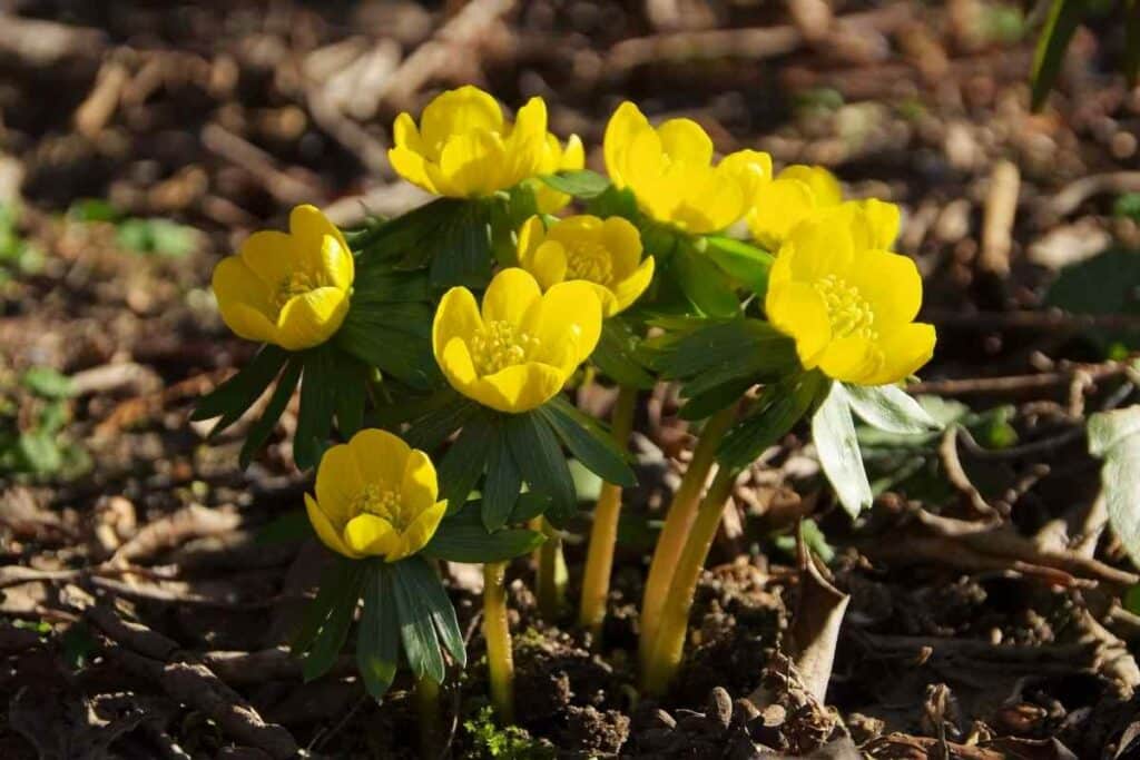 Winter Aconite yellow type spring flower