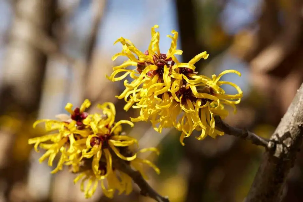 Witch Hazel yellow type spring flower