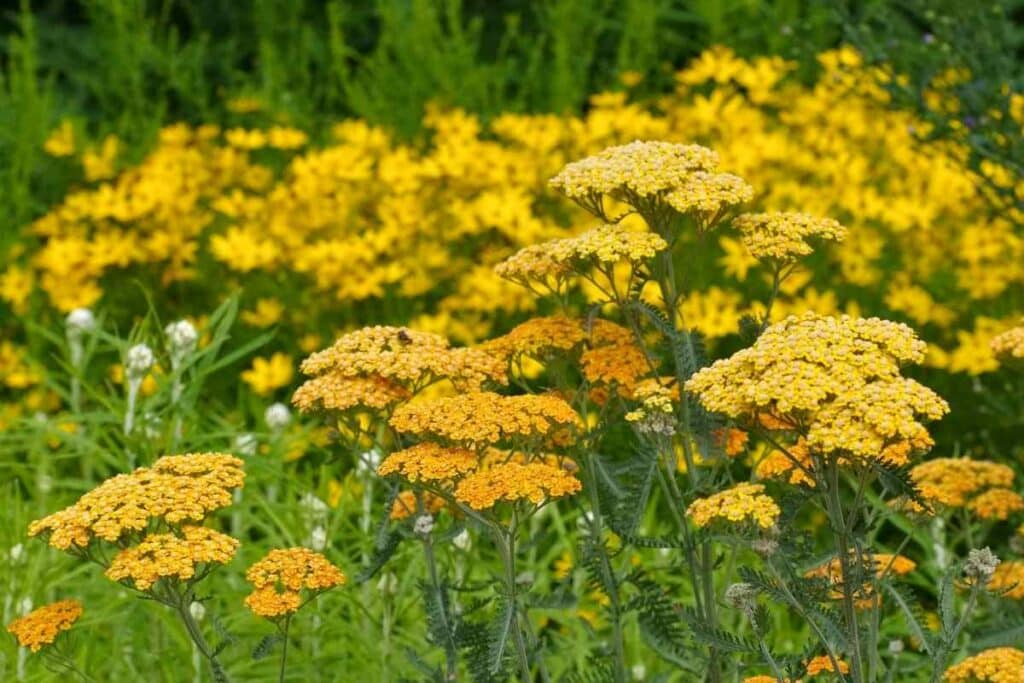 Yarrow type spring flower