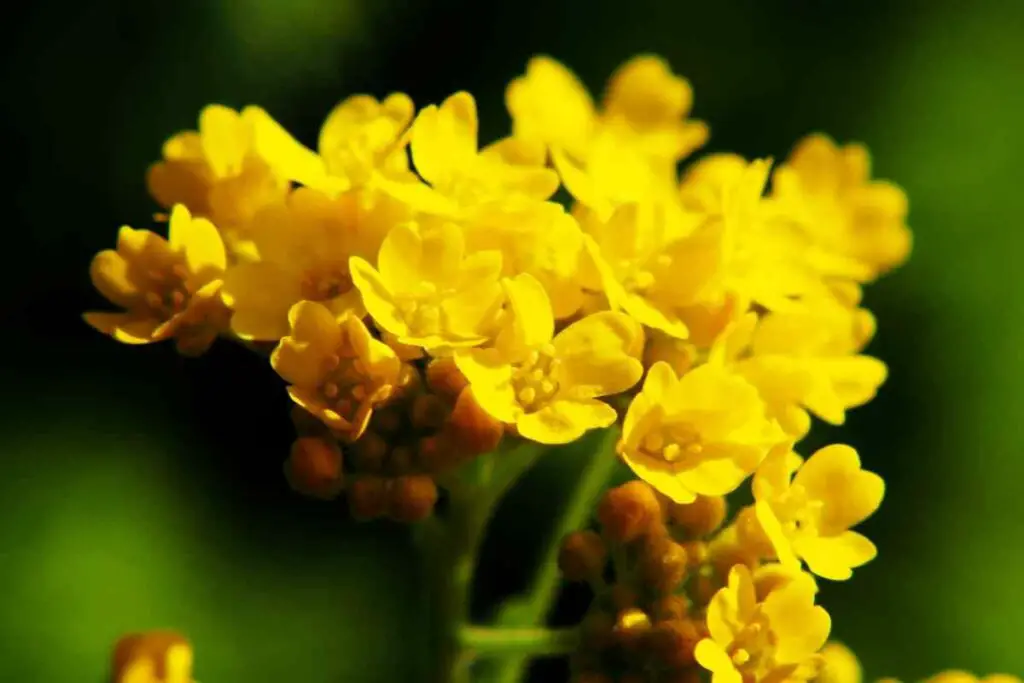 Yellow Alyssum yellow type spring flower