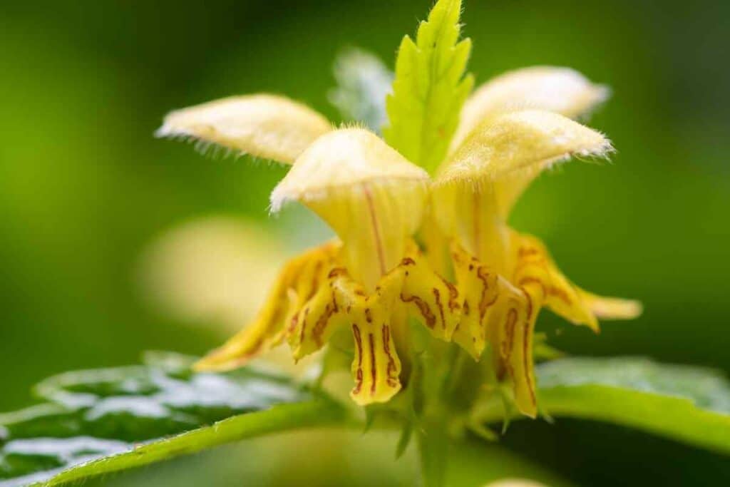 Yellow Archangel in a garden