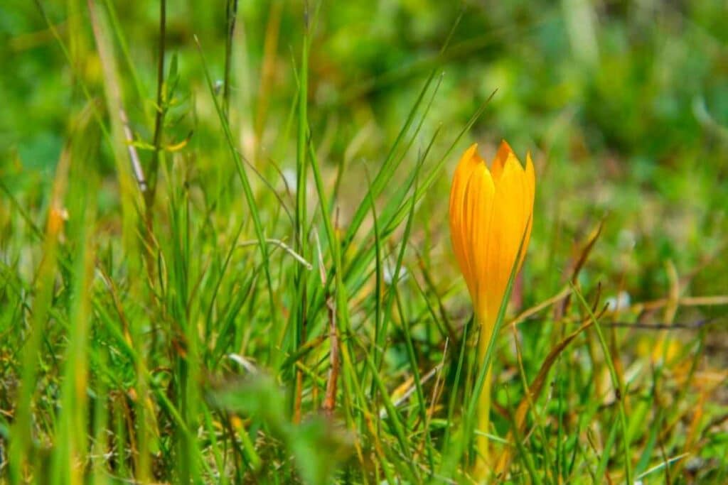 Yellow Crocus in a garden