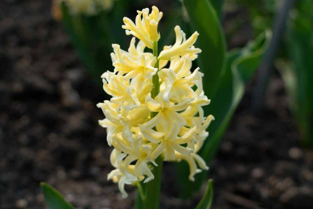 Yellow Hyacinth in a garden