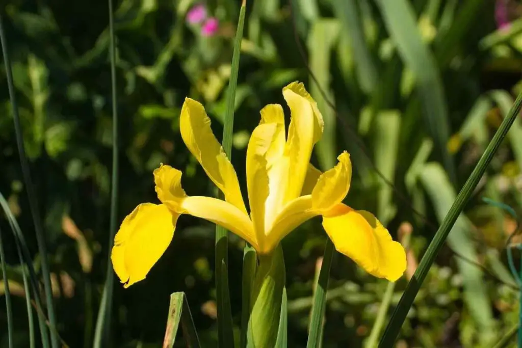 Yellow Iris in a garden
