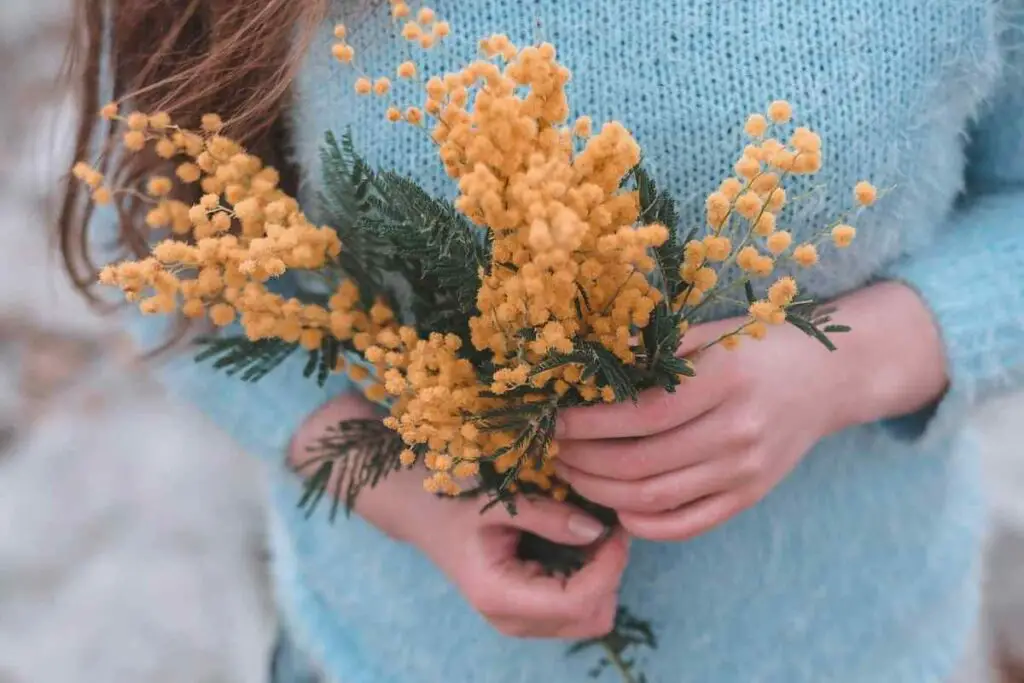 Yellow Mimosa  in girls hands