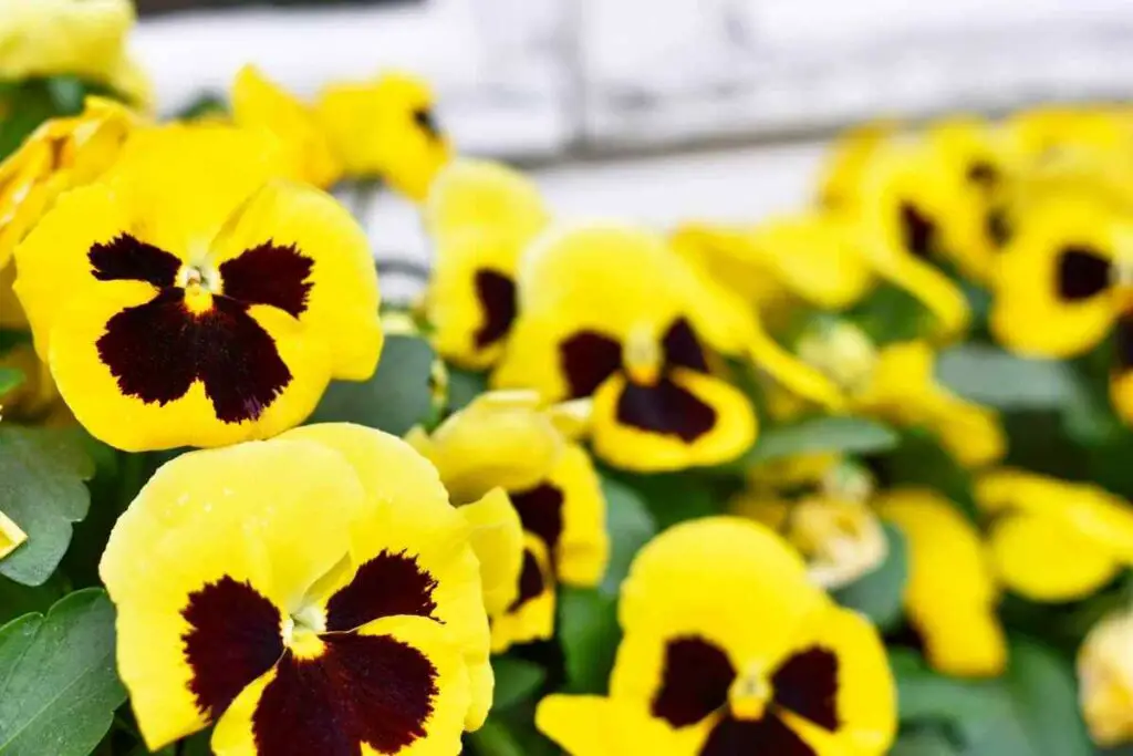 Yellow Pansies in a garden
