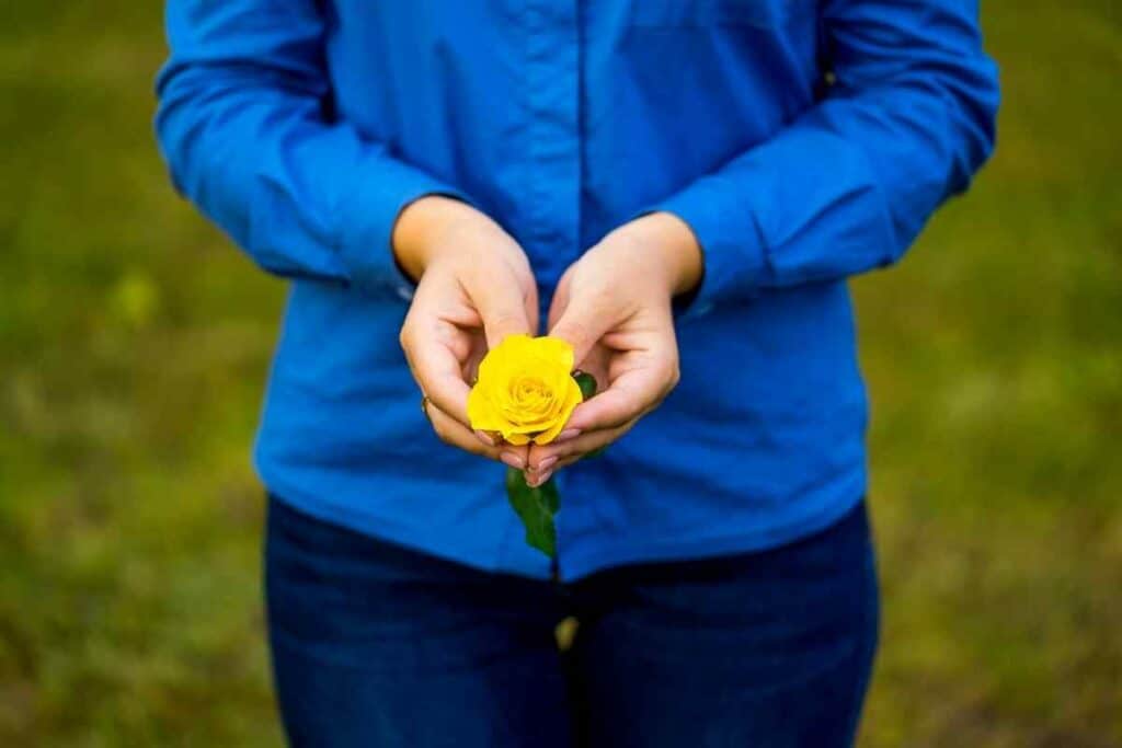 Yellow rose in hands