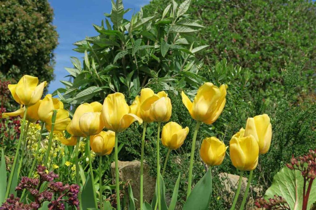 Yellow Tulips in a garden