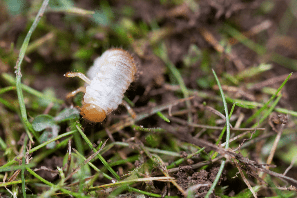 Lawn Grub in Your Garden