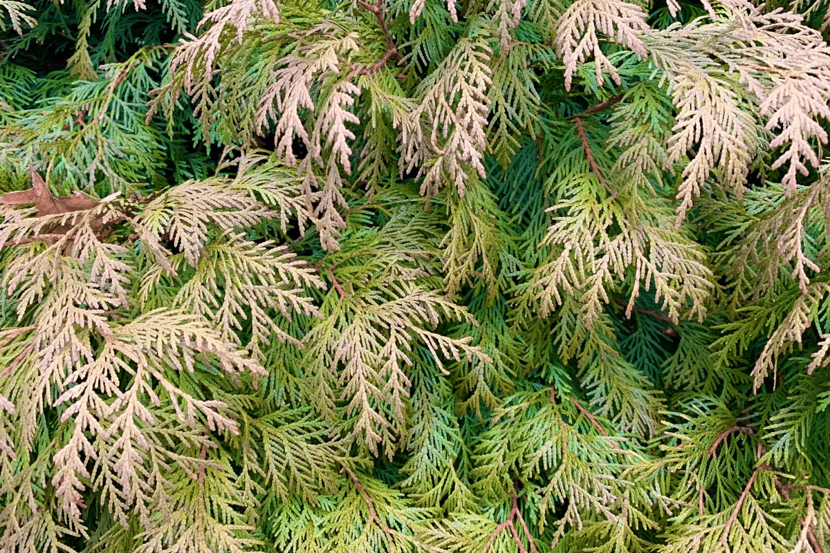 Dying Conifer Tree