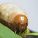 Picture of A Lawn Grub Eating