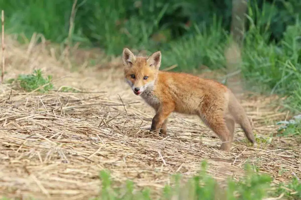 Young baby fox