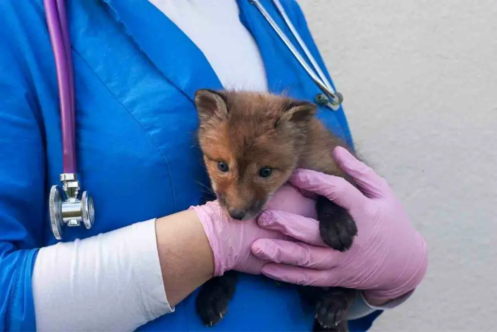 2-3 months fox with veterinarian