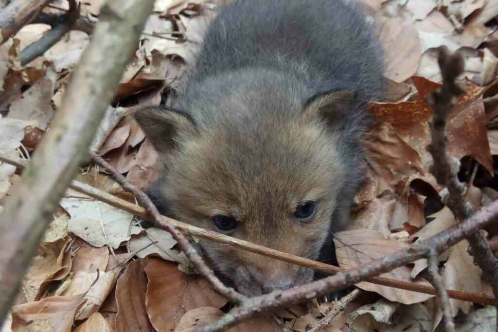 Few weeks old fox