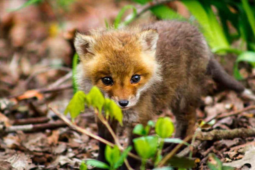 3-4 weeks old fox