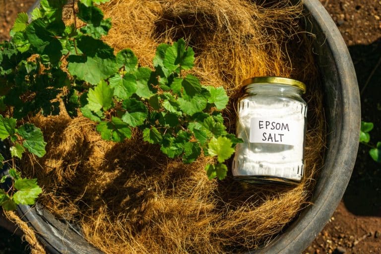 9 Plants That Love Epsom Salts - Gardenia Organic