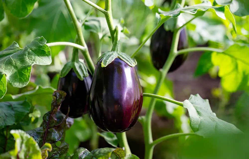 5 - Eggplants