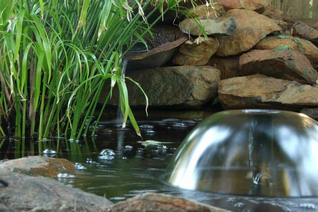 plants in a pond