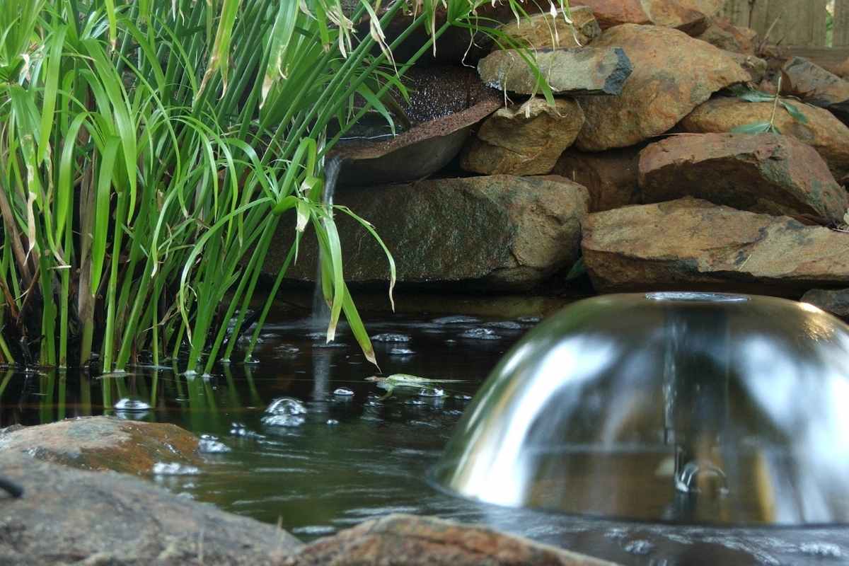 Can You Have Too Many Plants In a Garden Pond? Gardenia Organic