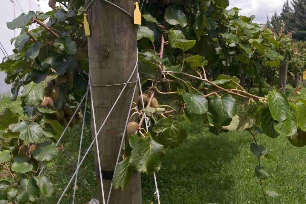 kiwi vines