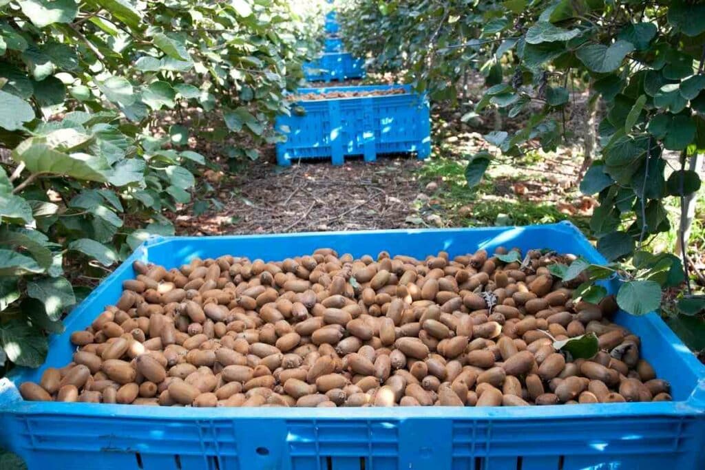 harvesting kiwi