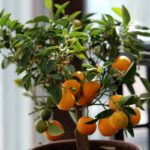 9 Fruit Trees you can Grow Indoors