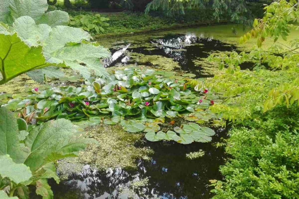 pond with plants