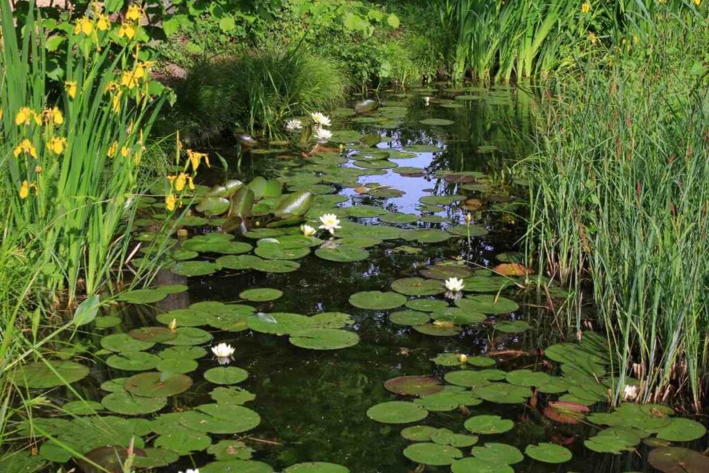 The Annual Cycle Of Pond Turnover Process