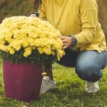 Are Chrysanthemums Annuals Or Perennials?