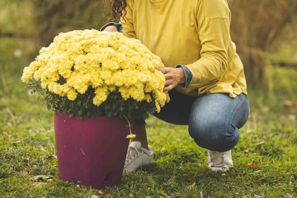 Are Chrysanthemums Annuals Or Perennials?