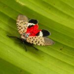 Are Spotted Lanternfly Dangerous?