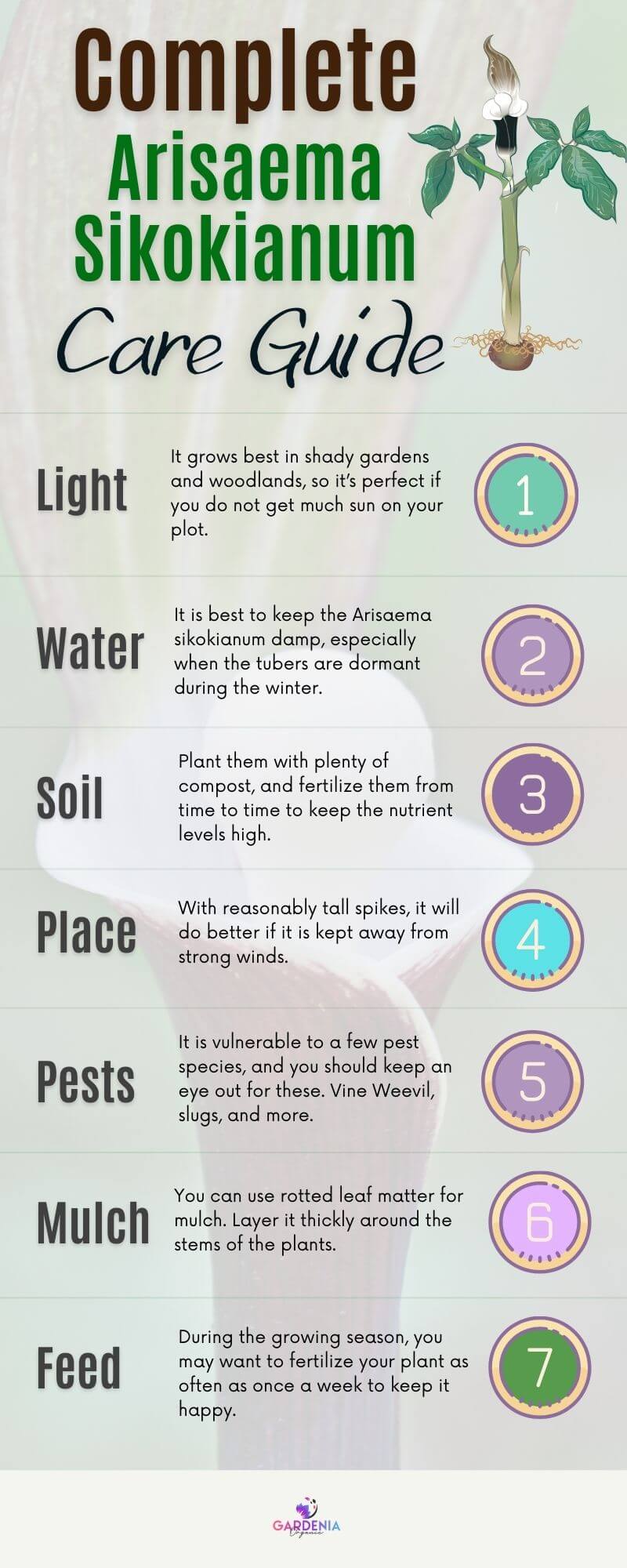 Infographics Arisaema Sikokianum caring guide