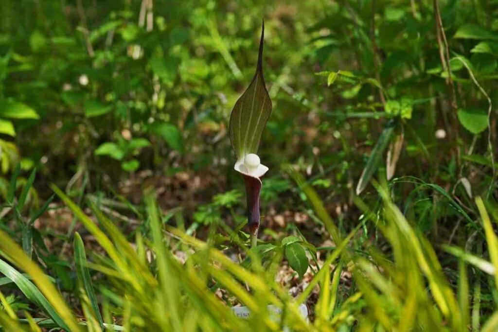 Arisaema Sikokianum in backyard