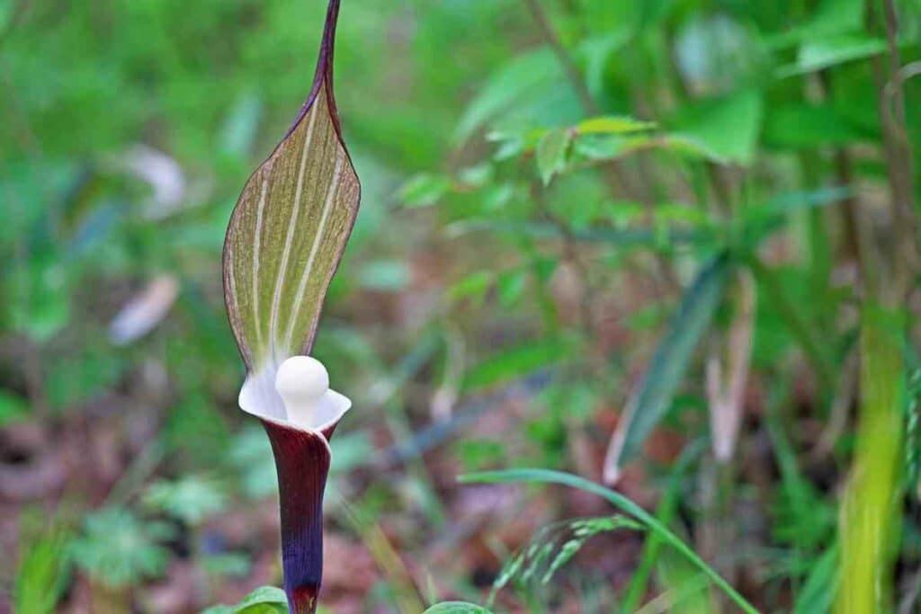 Arisaema Sikokianum in a garden