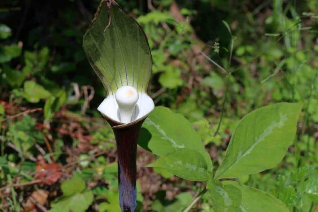 Arisaema Sikokianum flower