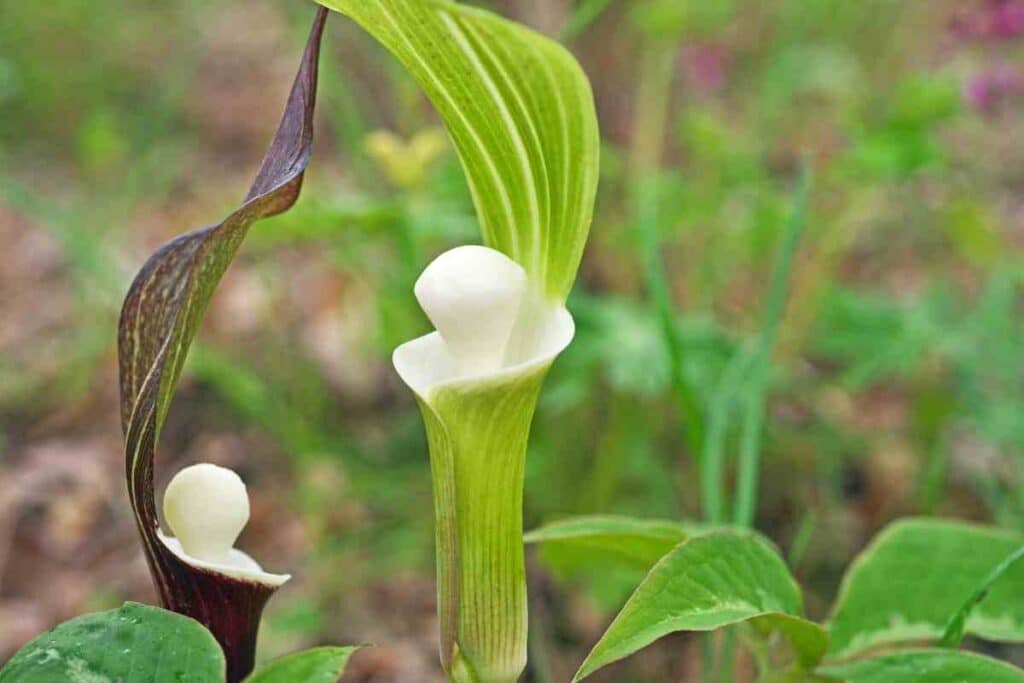 Arisaema Sikokianum watering