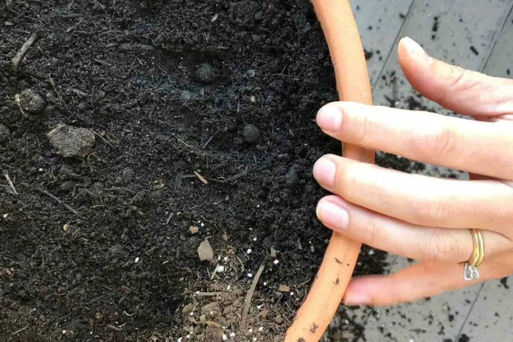 Liming soil in a pot