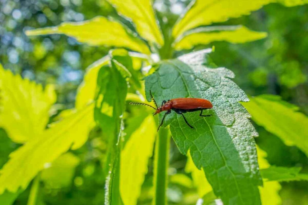 How to Attract Soldier Beetles to Your Garden