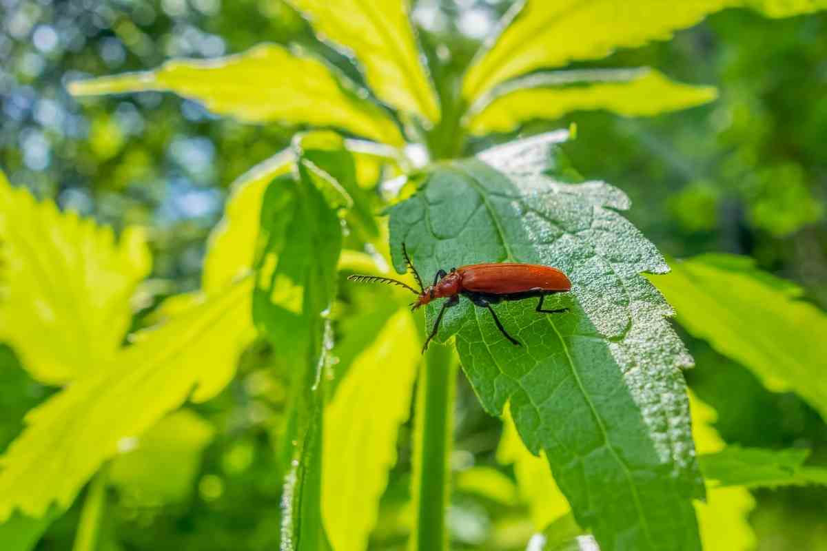 What Do Soldier Beetles Eat? Gardenia Organic