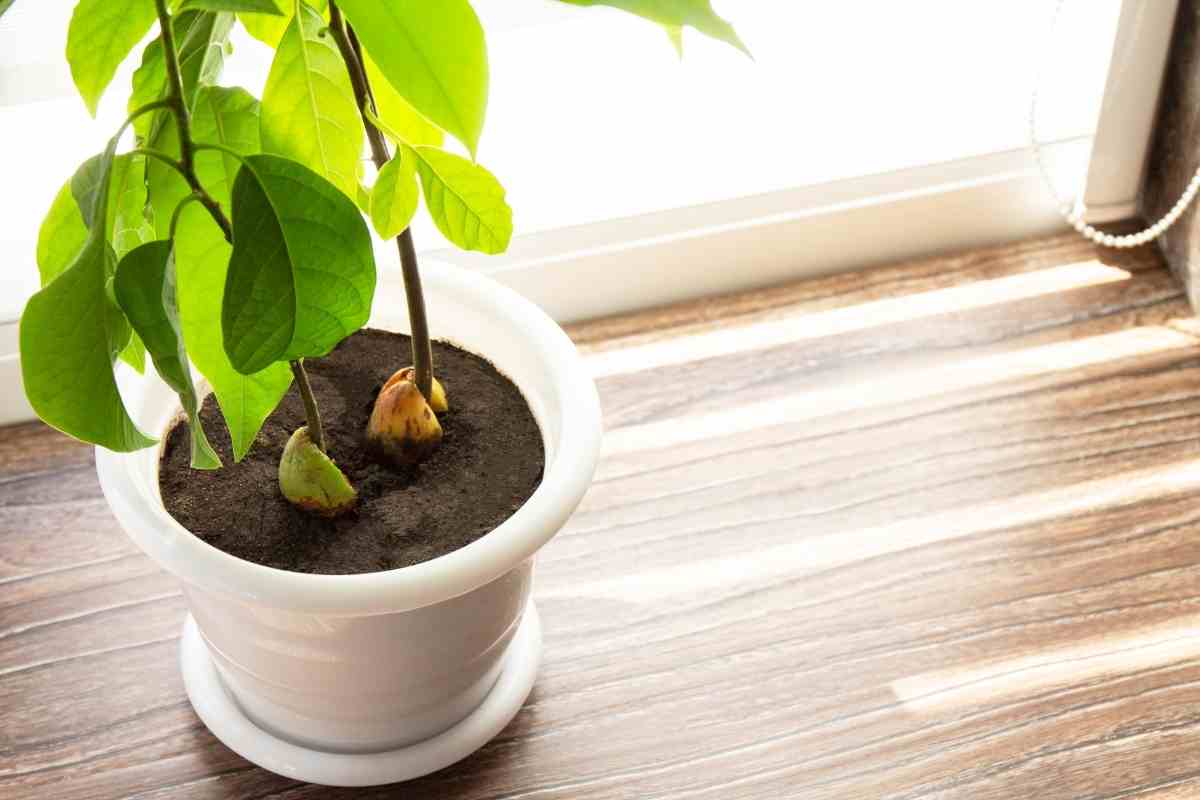What is the Best Fertilizer for Avocado Trees Gardenia Organic
